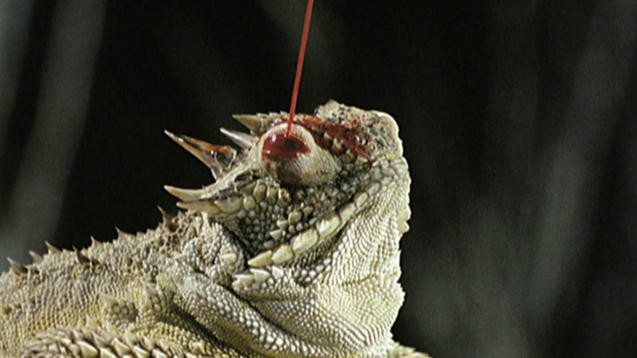There exists a species of Lizard which shoots blood from its eye as a defensive mechanism against larger predators.